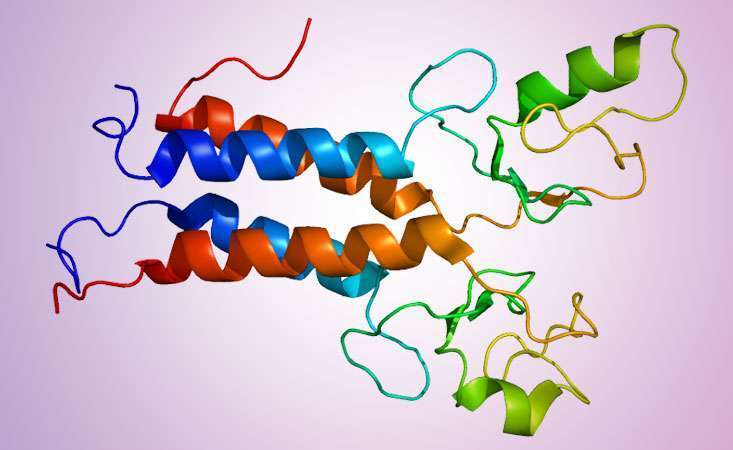 Structure of BRCA protein, which impacts risk and treatment options for pancreatic cancer
