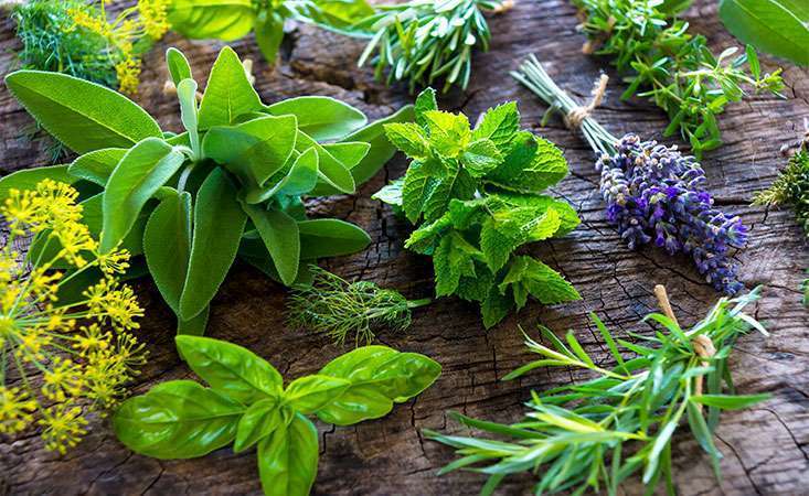 Green herbs add flavor and important nutrients to foods for pancreatic cancer patients