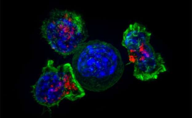 Feature image Image of patient’s immune T-cells fighting off a pancreatic cancer cell through immunotherapy
