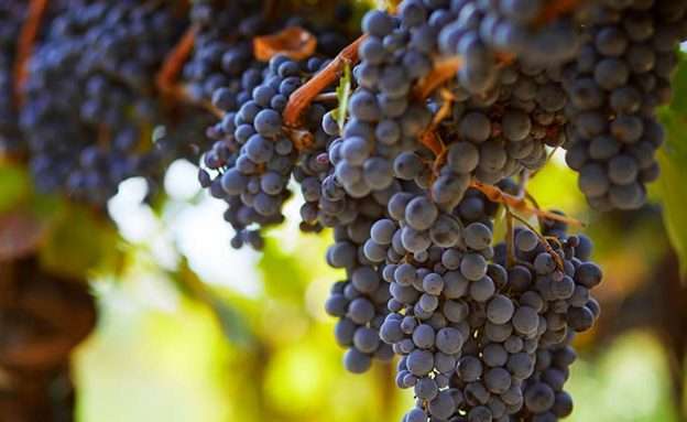 Feature image Purple grapes can be an immune-healthy food choice for pancreatic cancer patients